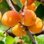 fruto de damasco en la planta sin cosechar