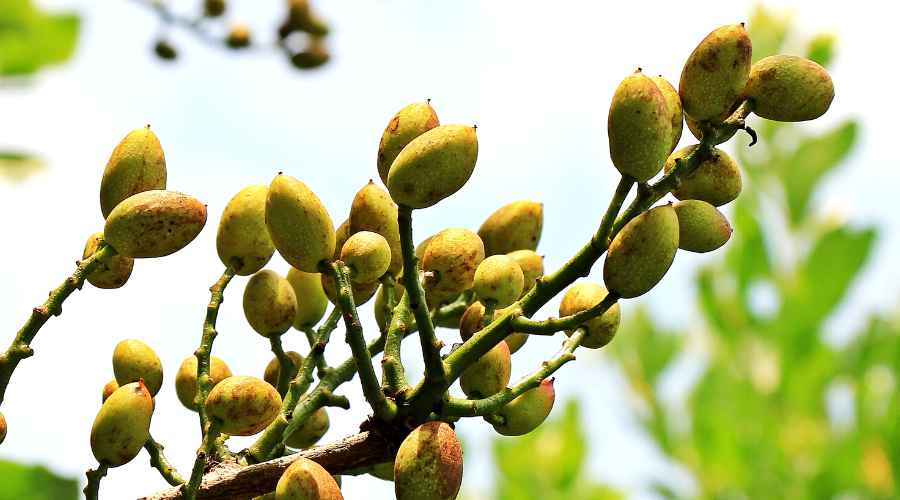 fruto de pistacho en el pistachero sin cosechar