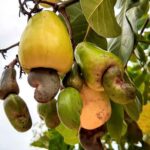 fruto en Planta de Anacardos