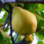 fruto membrillo sin cosechar en la planta