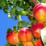 nectarinas maduras en la planta sin cosechar