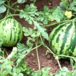 planta rastrera y arbusto de sandia