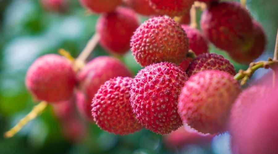 planta y arbusto de litchi