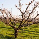 ¿Dónde plantar un Almendro