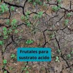 Árboles frutales que necesitan tierra acida