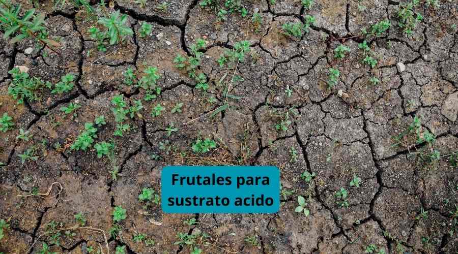 Árboles frutales que necesitan tierra acida