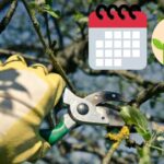 Calendario de Poda de Árboles frutales