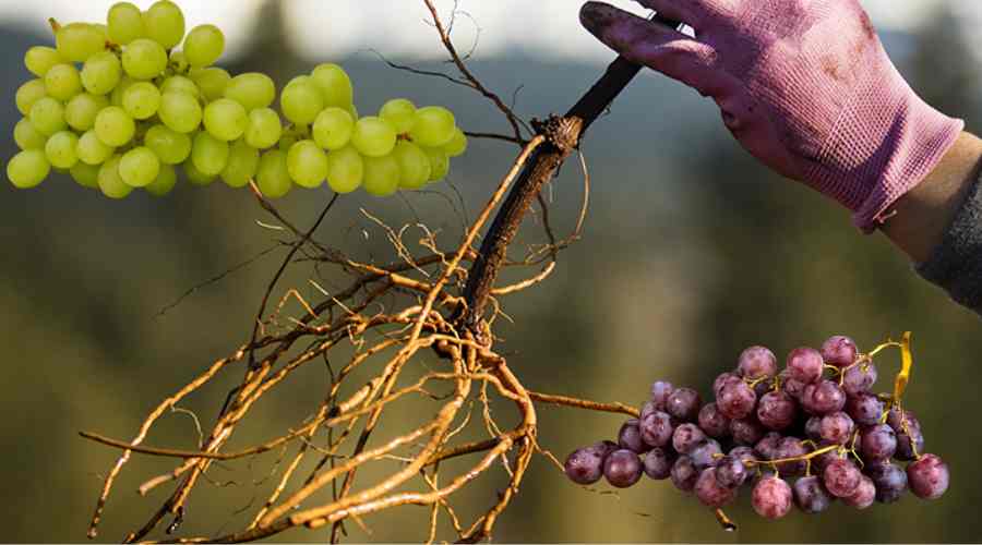 Cómo crece la raíz de la uva