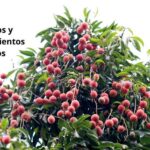 Cómo cuidar un árbol de lichi