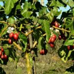 Cómo cuidar una planta de tomate de árbol