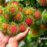 Cómo cuidar y mantener una planta de rambután