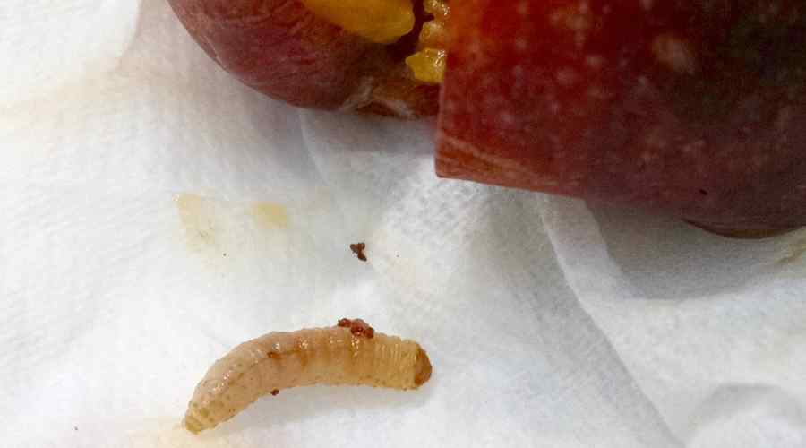 Cómo evitar gusanos en los duraznos