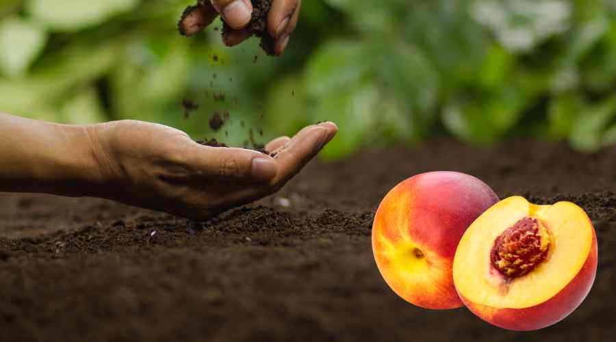 Cómo preparar el suelo para una nectarina y garantizar una buena producción