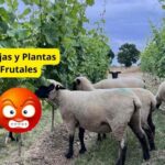 Como proteger frutales de las ovejas