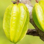 Cómo saber si ya está madura la carambola