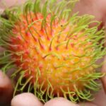 Cómo se cosecha el rambután