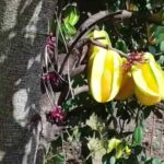 Cómo se poda el árbol de la carambola