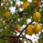 Cómo se propaga y se reproduce la carambola