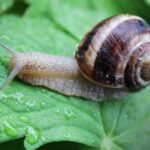 Cómo suprimir y quitar caracoles y babosas de tus árboles frutales