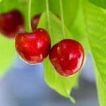 Cuántos kilos de cereza producen un árbol