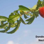 Dónde sembrar y cultivar arbusto de nectarina