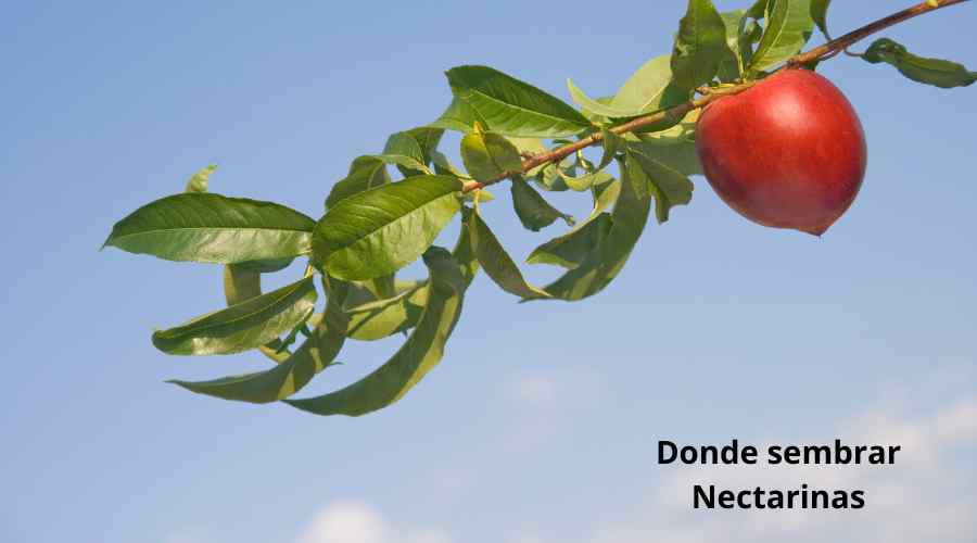 Dónde sembrar y cultivar arbusto de nectarina