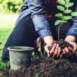 Mejores Suelos y tierra para Cerezos.