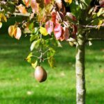 Qué Abono es bueno para el Árbol de Peras