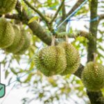 Qué beneficios tiene la fruta durian