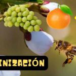 Qué hacen las abejas en los árboles frutales