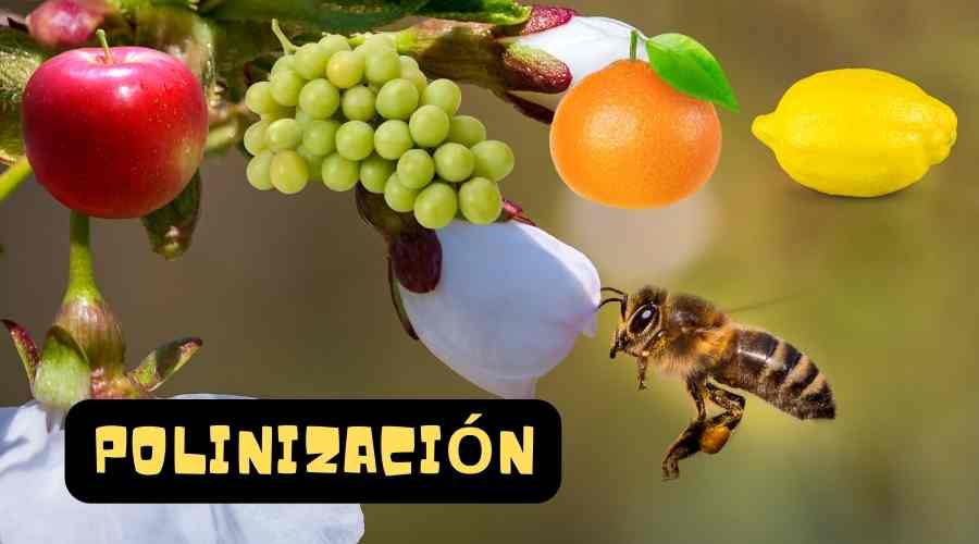 Qué hacen las abejas en los árboles frutales