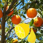 Qué plantas pertenecen a la familia Rutaceae