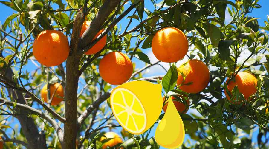 Qué plantas pertenecen a la familia Rutaceae