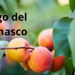 Riego de la panta Planta de damasco