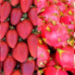 Tipos de frutas tropicales rojas con imágenes