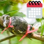 calendario de injertos de árboles frutales