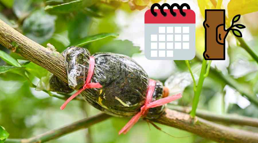 calendario de injertos de árboles frutales