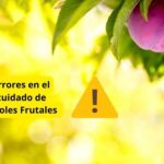 errores comunes en el cuidado de árboles frutales y cómo evitarlos