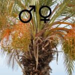 ¿Cómo se sabe si una palmera datilera es macho o hembra