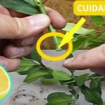 Cómo hacer esquejes de limonero para propagación