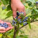 secretos para una exitosa cosecha de arándanos en tu propio jardín