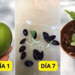 5 Pasos para Germinar Semillas de Manzana en Algodón