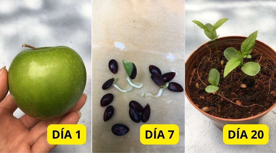 5 Pasos para Germinar Semillas de Manzana en Algodón