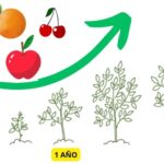 Árboles Frutales De Crecimiento Rápido