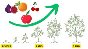 Árboles Frutales De Crecimiento Rápido