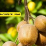 Cómo identificar el punto óptimo de madurez de los kiwis