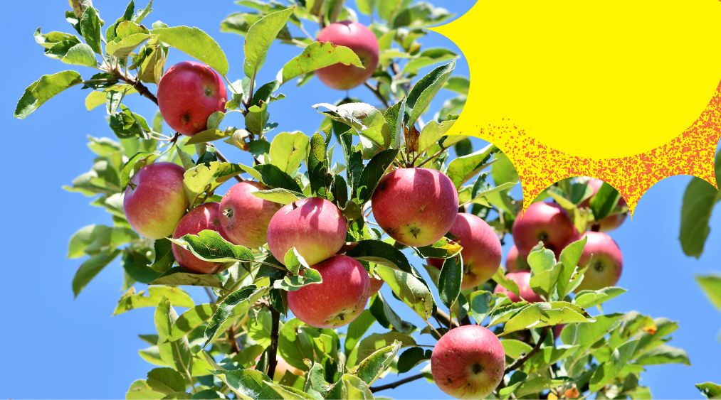 Cómo influye la luminosidad en los árboles frutales