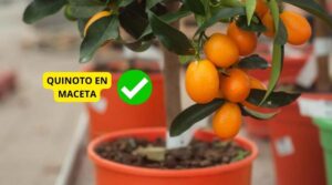 Guía Definitiva para Plantar Árbol de Quinotos en Maceta