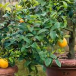 Guía para el Cultivo de Árboles Frutales en Maceta con Éxito