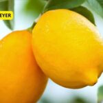 Limonero Meyer, el limón agridulce